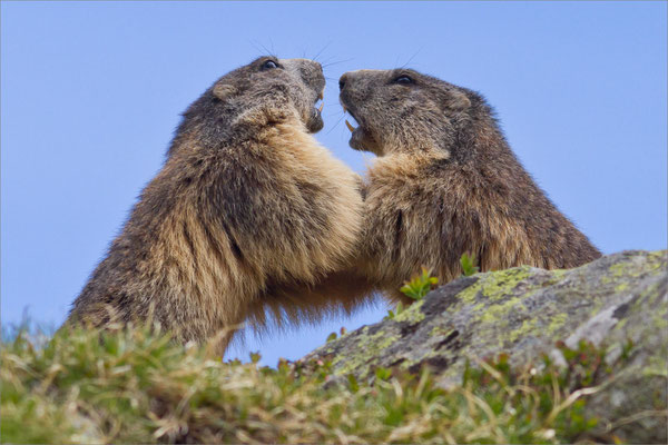 Marmottes, Vallouise, France