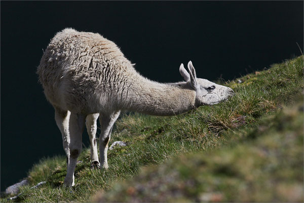 Lama, Hautes-Pyrénées, France