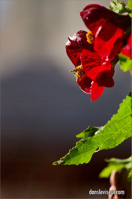Jardin éphémère 2025 - Place Stanislas, Nancy, France