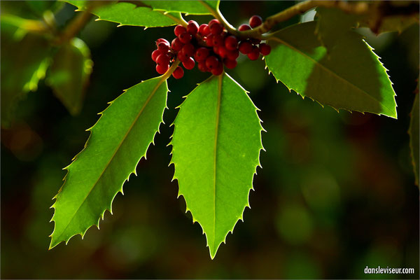 Jardin éphémère 2025 - Place Stanislas, Nancy, France