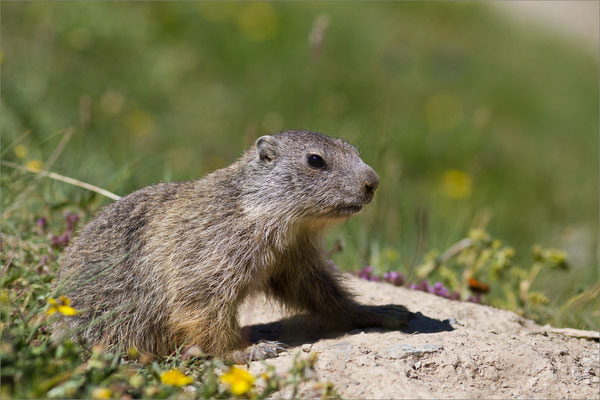  Marmotton, Clarée, France