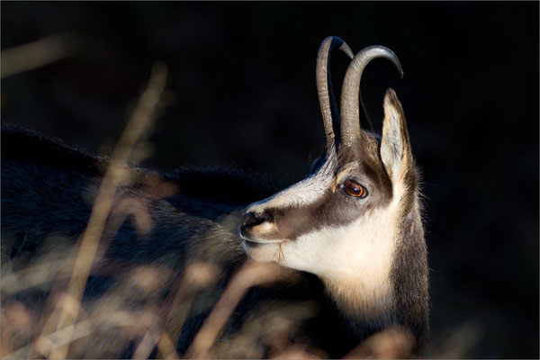 Chamois, Vosges, France