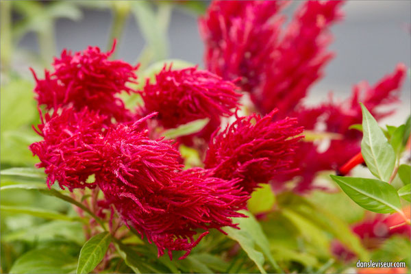 Jardin éphémère 2025 - Place Stanislas, Nancy, France