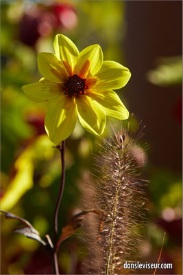 Jardin éphémère 2025 - Place Stanislas, Nancy, France