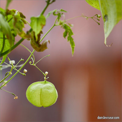 Jardin éphémère 2025 - Place Stanislas, Nancy, France