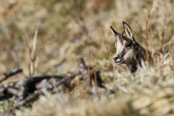 Chamois, Vosges, France