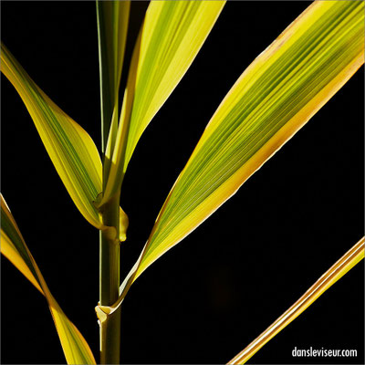 Jardin éphémère 2025 - Place Stanislas, Nancy, France