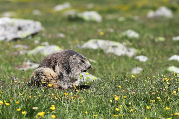 Marmotte, Haute-Romanche, France