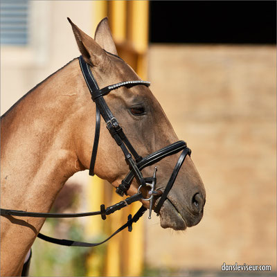 AKHAL TÉKÉ Championnat d'Europe, Nancy, France