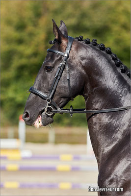 AKHAL TÉKÉ Championnat d'Europe, Nancy, France