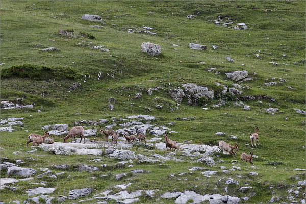 Isards, Hautes-Pyrénées, France