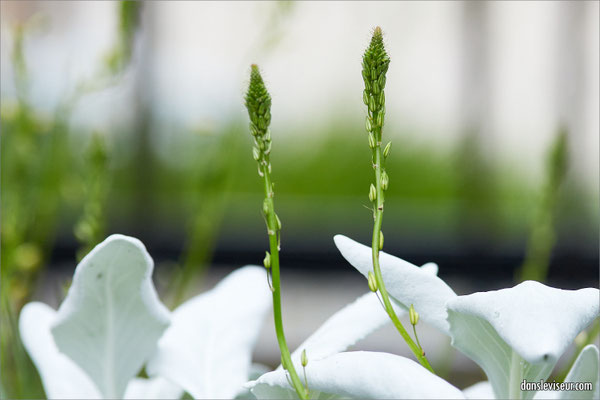 Jardin éphémère 2025 - Place Stanislas, Nancy, France