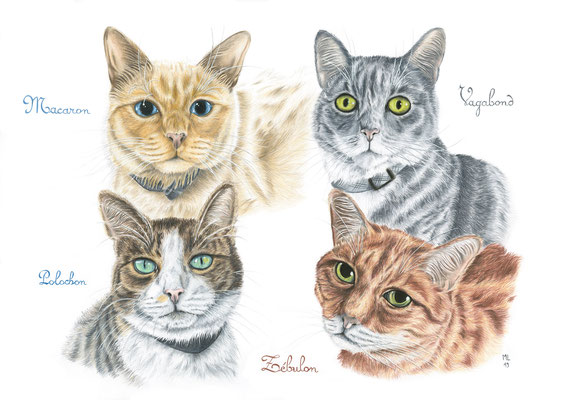 [commande] Portraits de 4 chats, crayons de couleur, A3, 2019