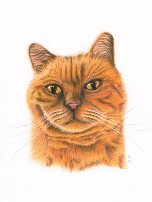 [commande] Blimmchen, chat roux, crayons de couleur, A4, 2019