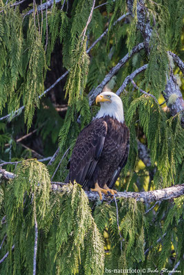 Weißkopfseeadler, Haliaeetus leucocephalus