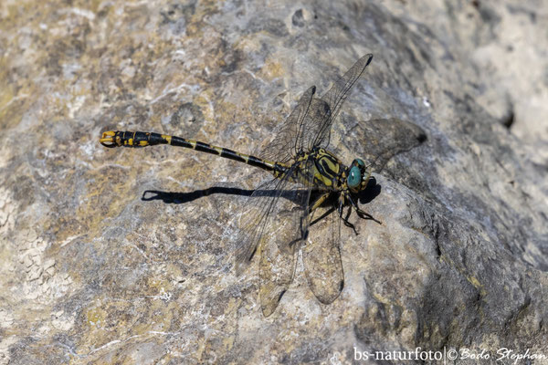 Große Zangenlibelle ♂, Onychogomphus uncatus