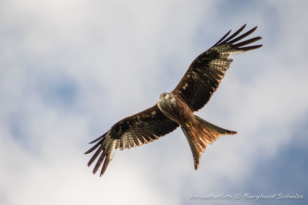 Rotmilan, Milvus milvus