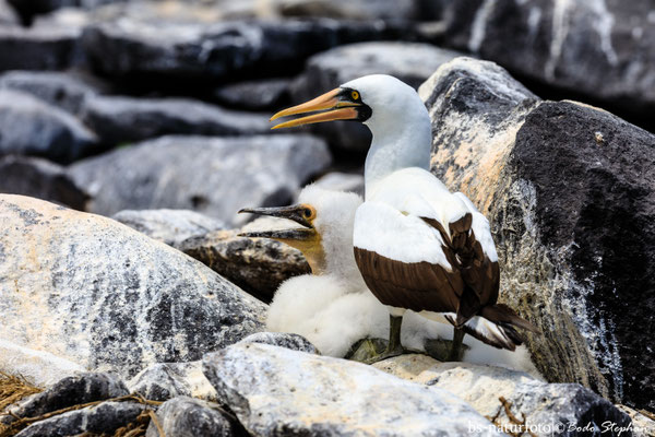 Nazcatölpel ♀+juv.,  Sula granti