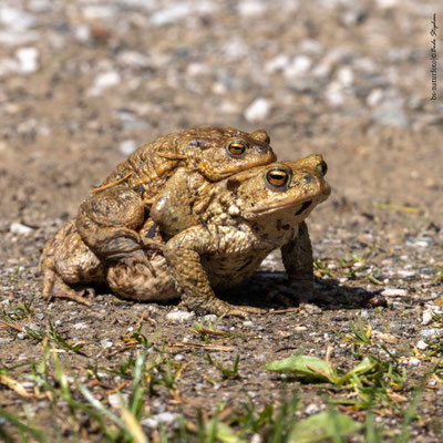 Erdkrötenpaar, Bufo bufo