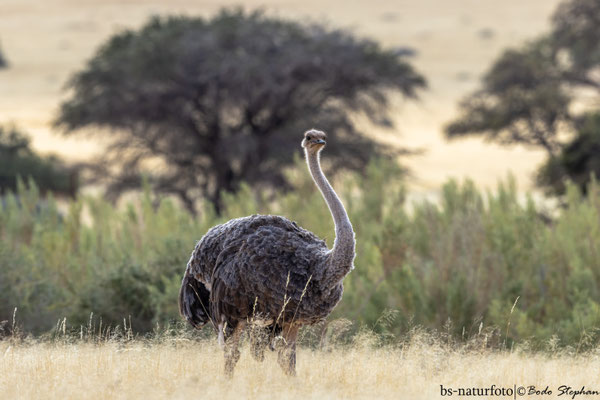 Afrikanischer Strauß ♀, Struthio camelus