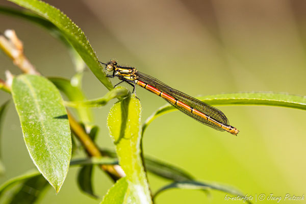 Frühe Adonislibelle, Pyrrhosoma nymphula
