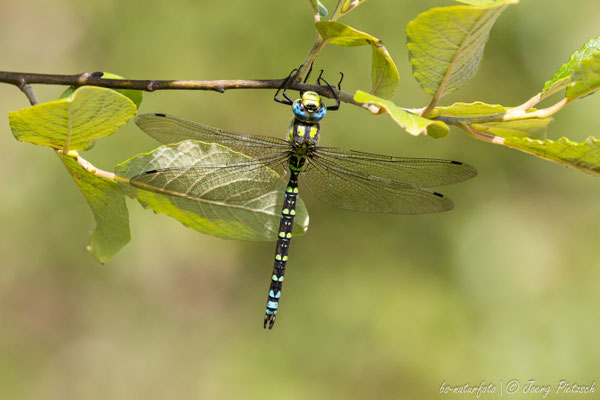 Blaugrüne Mosaikjungfer ♂, Aeshna cyaneae