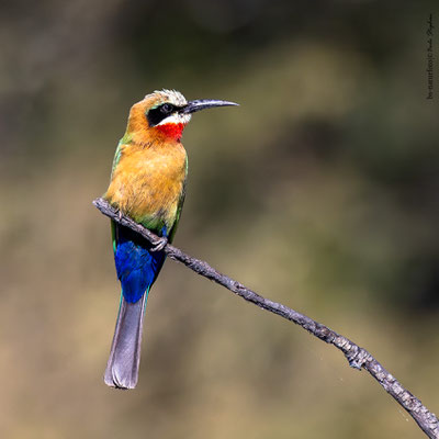 Weißstirnspint, Merops bullockoides