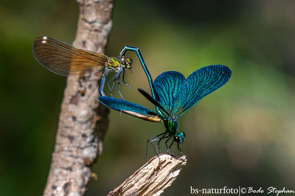 Blauflügel-Prachtlibelle, Calopteryx virgo