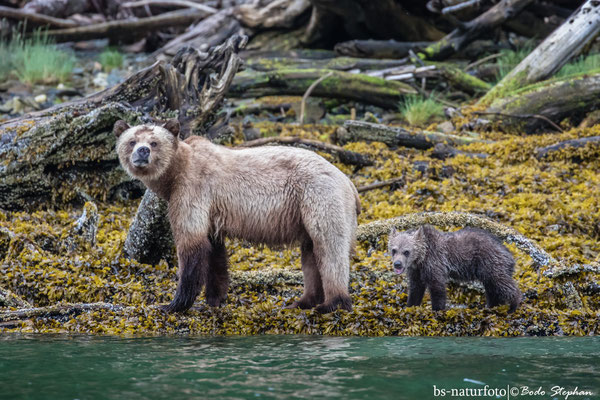 Braunbär, Ursus arctos