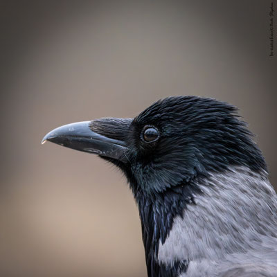 Nebelkrähe, Corvus cornix
