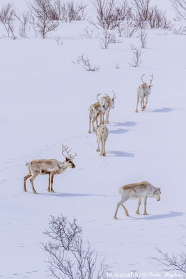 Ren, Rangifer tarandus