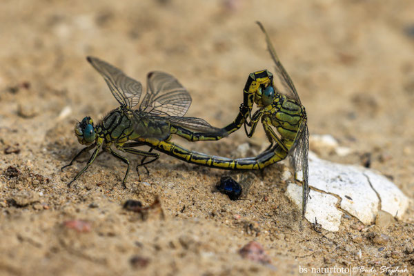 Westliche Keiljungfer (Paarung), Gomphus pulchellus