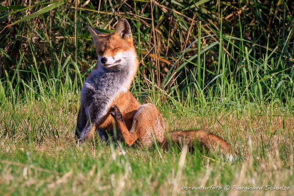 Rotfuchs, Vulpes vulpes