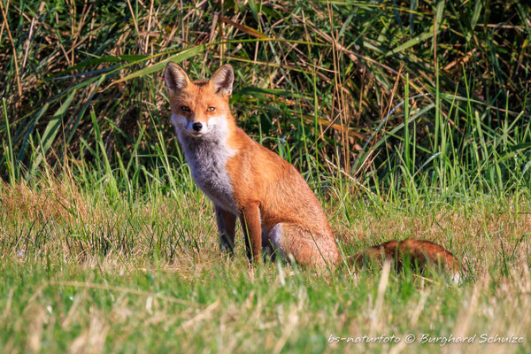 Rotfuchs, Vulpes vulpes