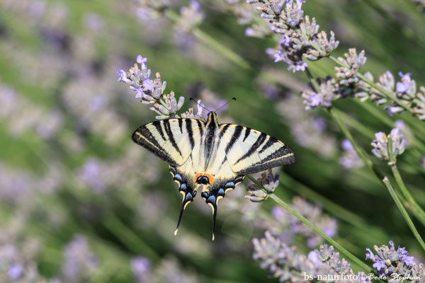 Segelfalter, Iphiclides podalirius