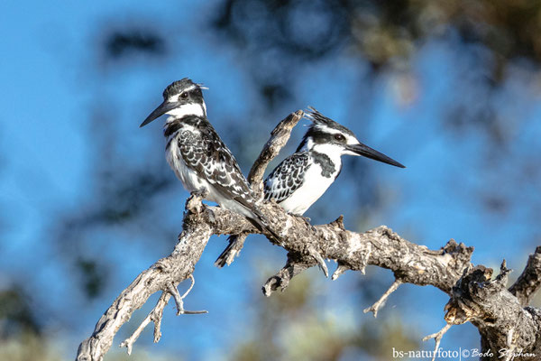 Graufischer, Ceryle rudis
