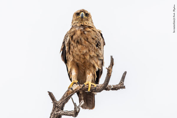 Savannenadler, Aquila rapax