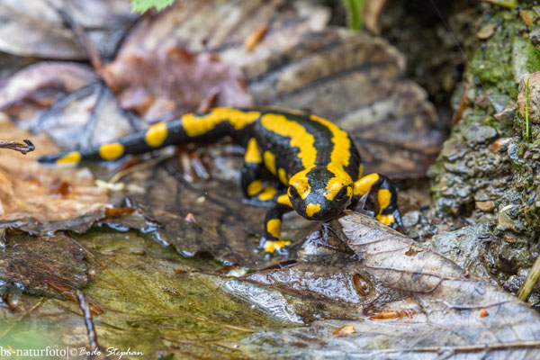 Feuersalamander, Salamandra salamandra