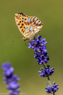 Kleiner Perlmuttfalter, Issoria lathonia