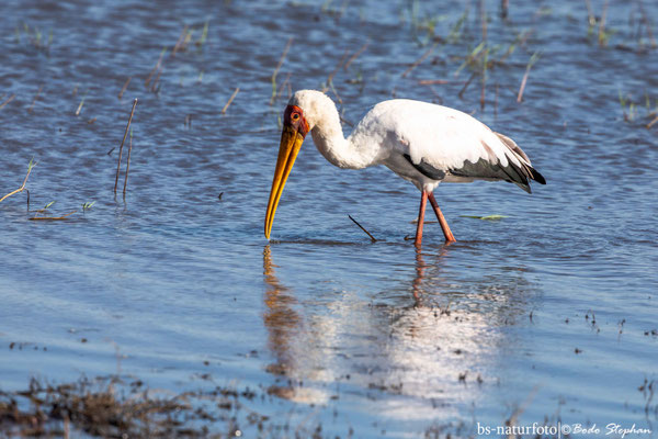 Nimmersatt, Mycteria ibis