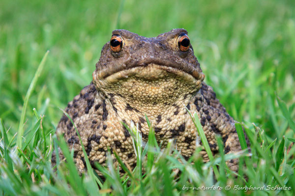 Erdkröte, Bufo bufo