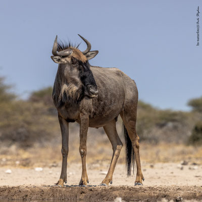 Streifengnu, Connochaetes taurinus