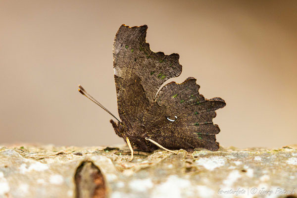 C-Falter, Polygonia c-album