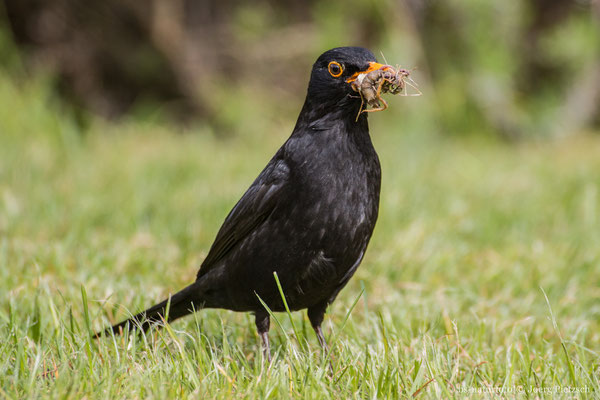 Amsel ♂, Turdus merula
