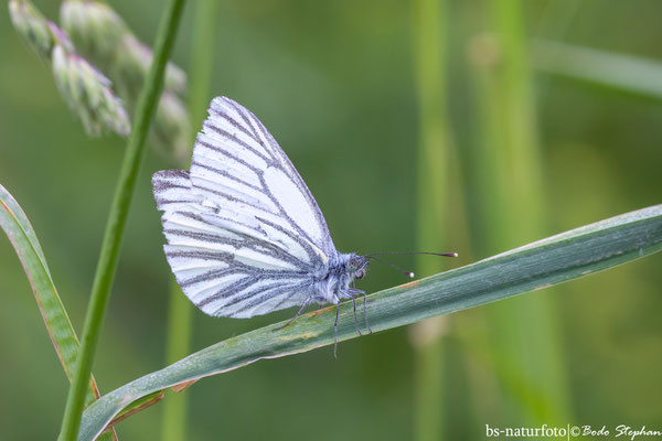 Grünader-Weißling, Pieris napi