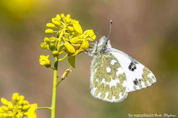 Westlicher Resedaweißling, Pontia daplidice