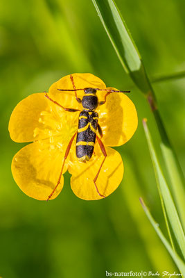 Echter Widderbock, Clytus arietis