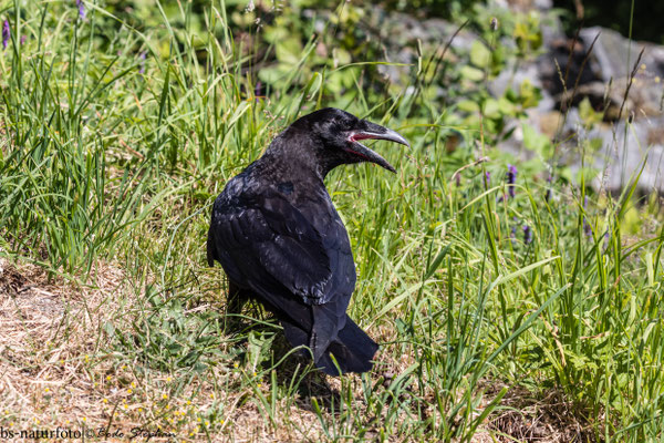 Kolkrabe, Corvus corax