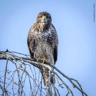 Mäusebussard, Buteo buteo