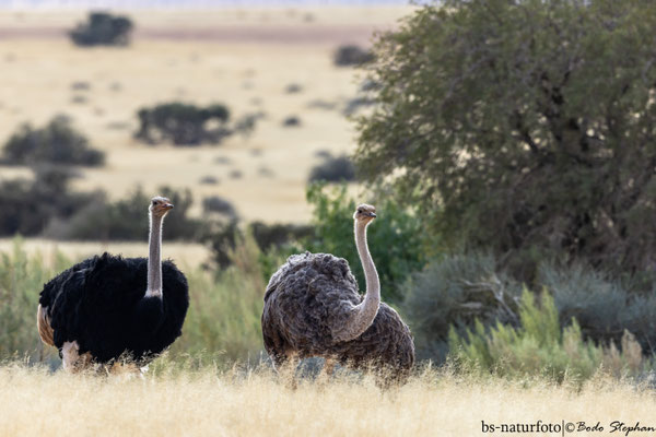 Afrikanischer Strauß, Struthio camelus